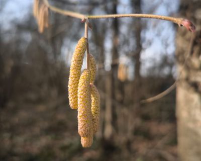 Haselkätzchenplätzchen – Nusskekse mit Haselkätzchenmehl