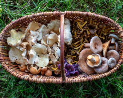 Waldpilzgulasch – ein Herbstspaziergang auf dem Teller