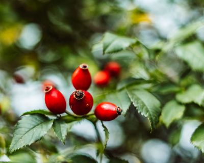 Wilde Hagebutten ernten – alles, was du wissen musst