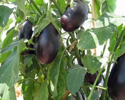 Sesam-Knusper-Auberginen