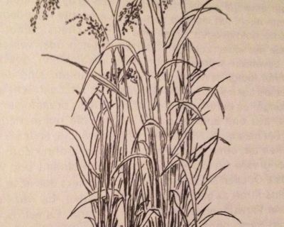 Getreidekurs: ‚Mon(d)tag ist phlegmatischer Reistag