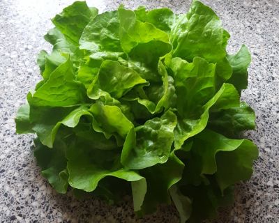 Frischer Kopfsalat mit Essig-Zucker-Wasser