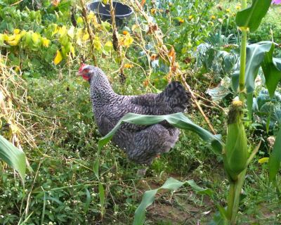 In eigener Sache: Kochkurse an der VHS Rhein-Sieg