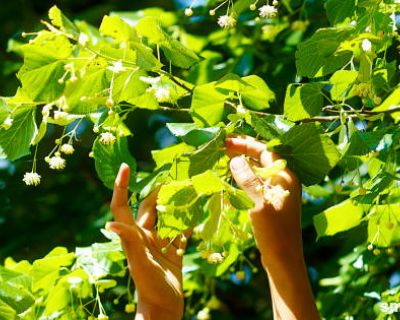 Diese Baumblätter sind essbar und gesund – für Salate, Smoothies & Co.