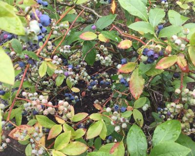 Blaubeer-Muffins – Heidelbeer-Glück zum Mitnehmen