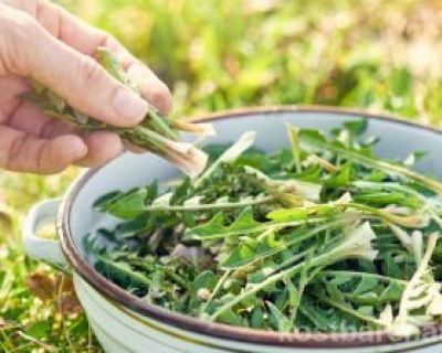 Löwenzahnsaft – die Kraft der gesunden Wildpflanze nutzen