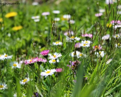 Hausgemacht:Von Gänseblumenhonig bis Löwenzahnhonig